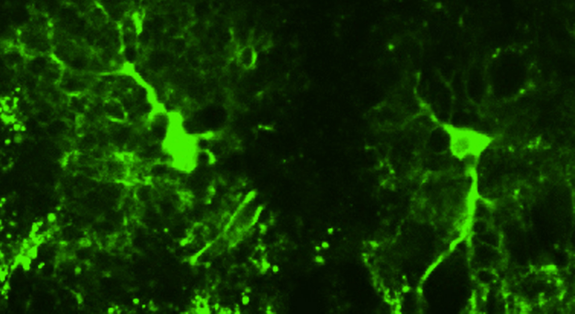 Astroglial mitochondrial calcium determines synaptic integration Astroglial mitochondrial calcium determines synaptic integration
