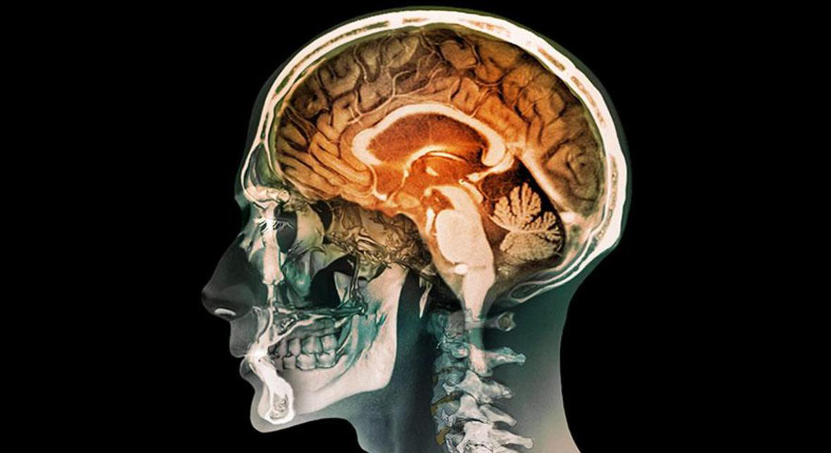 From animal models to clinical application From animal models to clinical application