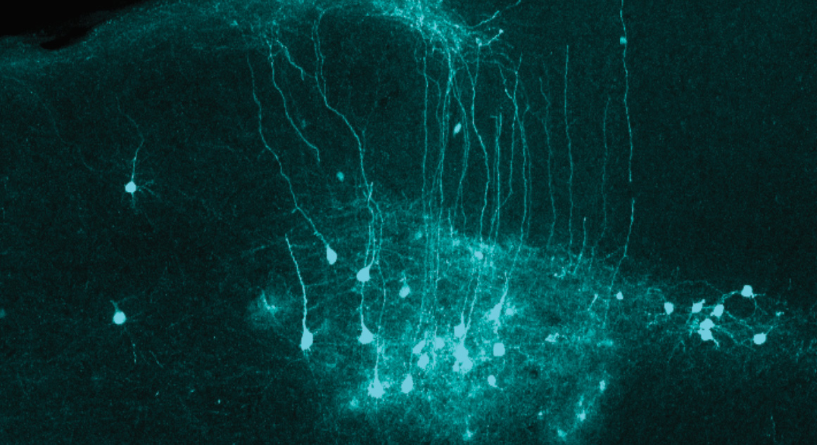 Neuronal circuits of the mouse cortex traced by transynaptic rabies virus Neuronal circuits of the mouse cortex traced by transynaptic rabies virus